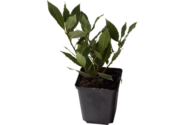 Laurier in pot doos 2st stuk